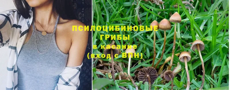 Псилоцибиновые грибы Psilocybe  Инсар 